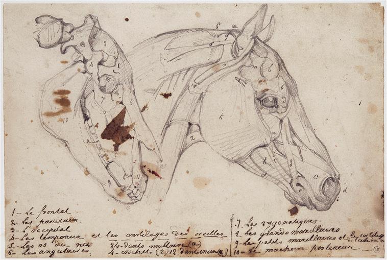 Écorché d'une tête de cheval écorchée, en vue latérale droite, Théodore Géricault, 1815, crayon, Bayonne, musée Bonnat-Helleu.