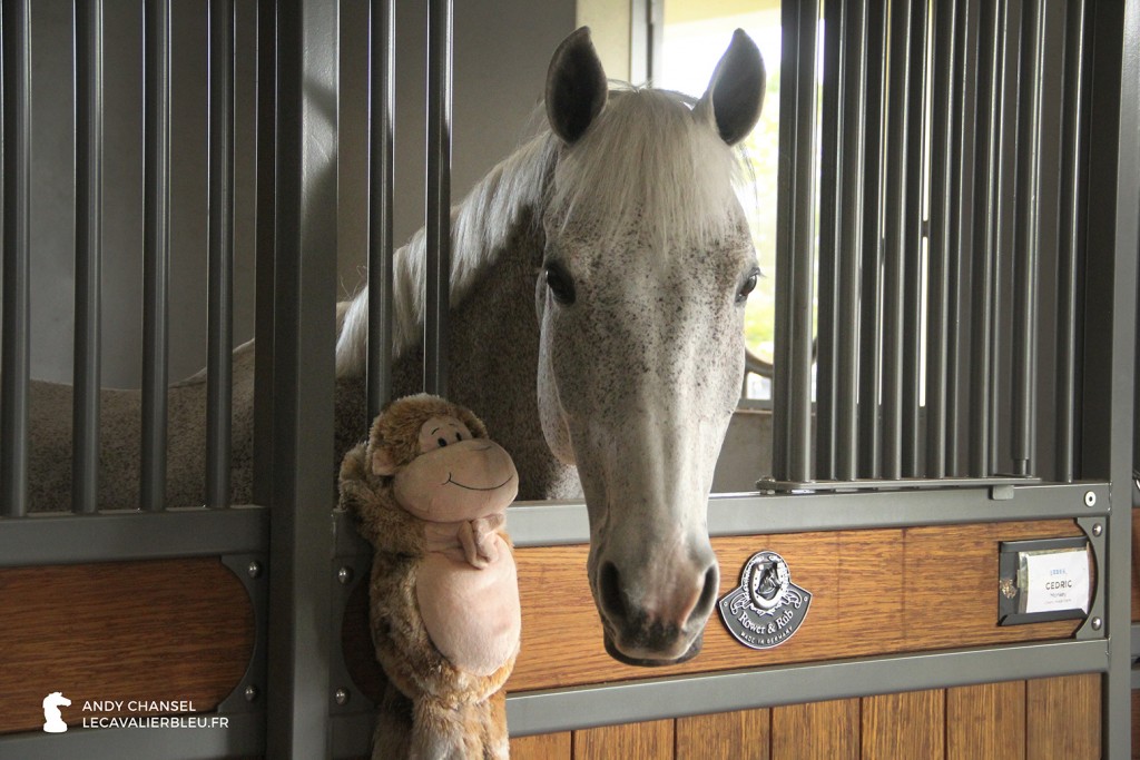 Cédric, le cheval de Laura Kraut